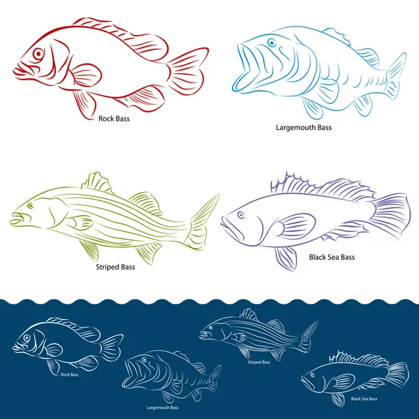 Bass Fish Types — Stock Vector