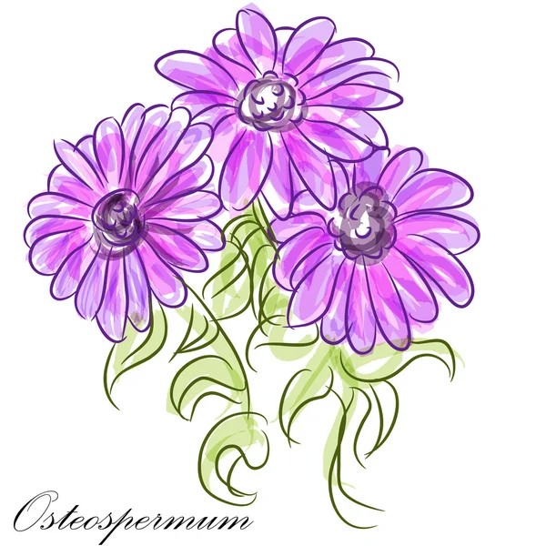 Margaritas de Osteospermum púrpura — Vector de stock