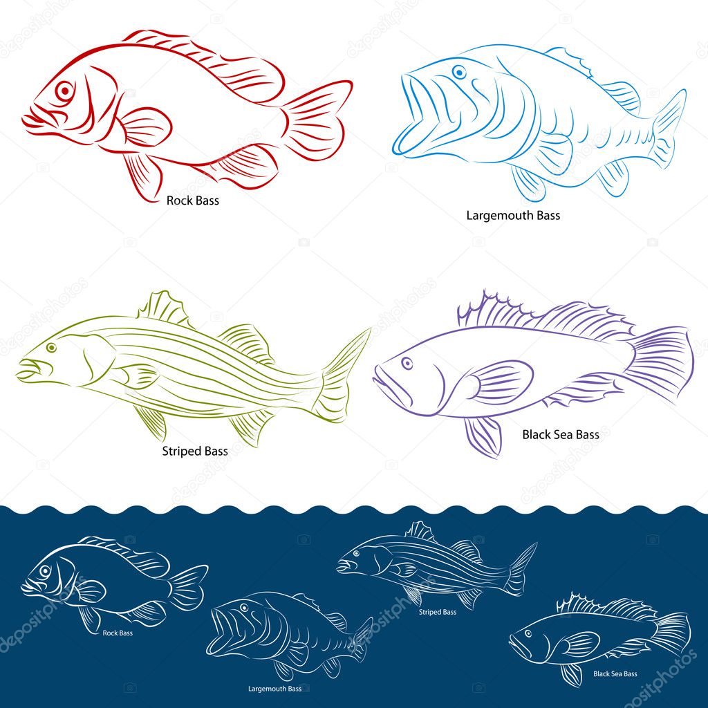 Bass Fish Types