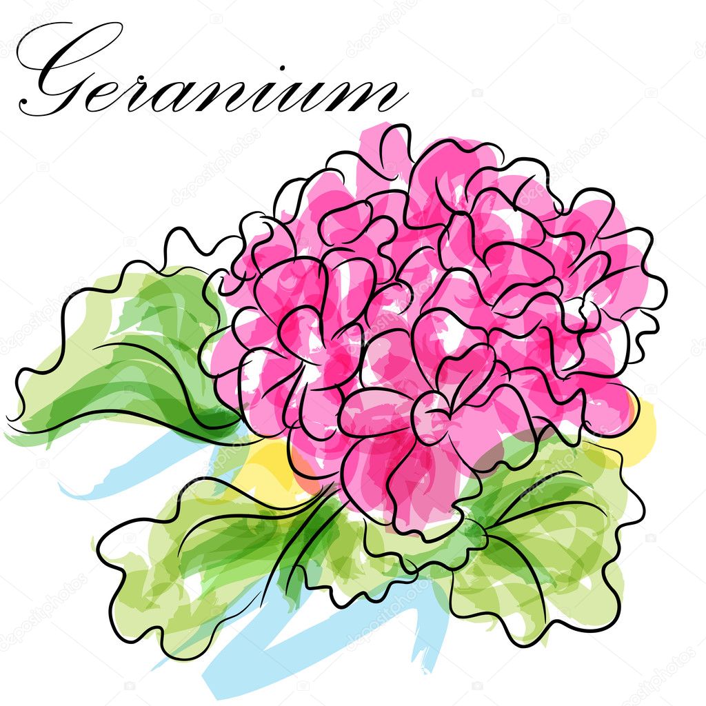 Dibujo de la flor de geranio imágenes de stock de arte vectorial |  Depositphotos