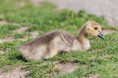 Kanada Kazı (branta canadensis) Gosling