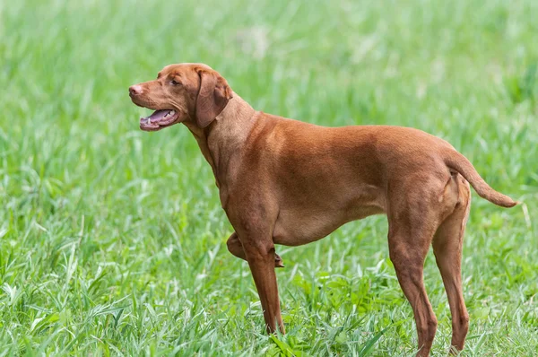 Szczęśliwy szuka vizsla pies stojący w zielonym polu — Zdjęcie stockowe