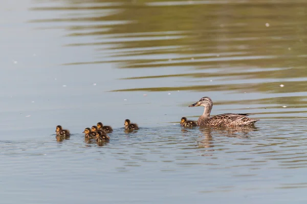 Mother Duck with Ducklings — Stock Photo, Image