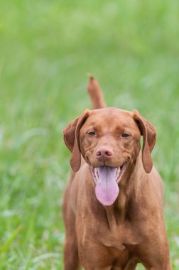 mutlu görünümlü vizsla köpek yeşil alan