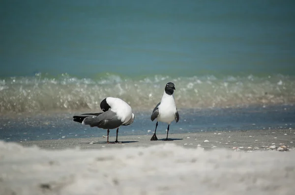 Riendo gaviotas en una playa de Florida — Foto de Stock