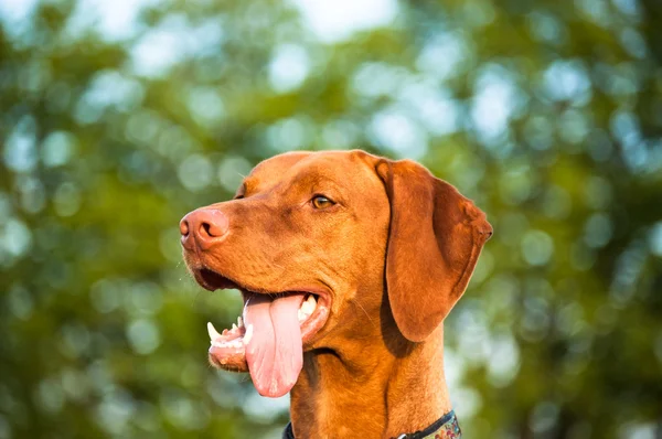 Szczęśliwy pies szuka vizsla — Zdjęcie stockowe
