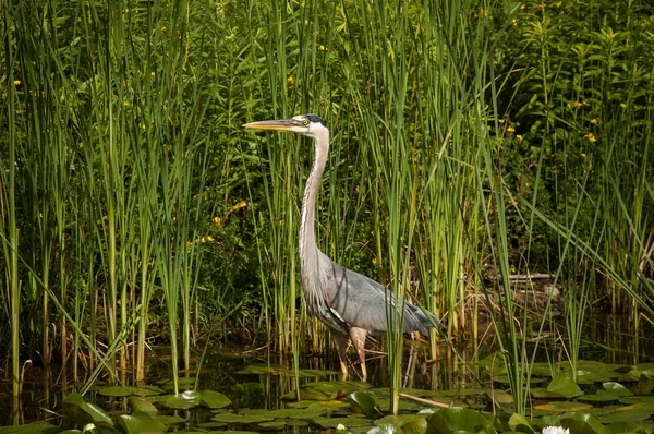 Great Blue Heron in a Pond — Stock Photo, Image