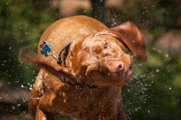 Våt hundvalp (sittande) hunden skakar — Stockfoto