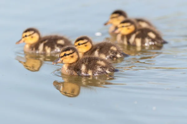 Ducklings Swimming on a Pond — Stock Photo, Image