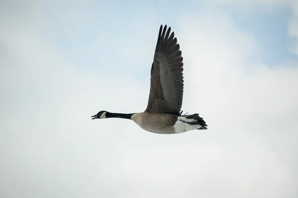 Lone canada goose vliegen in een bewolkte hemel. — Stockfoto