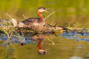 yuvalama Kızıl boyunlu batağan (podiceps grisegena).