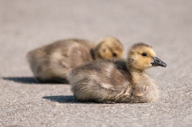 Yol üzerinde iki Kanada kaz (branta canadensis) kuşlar