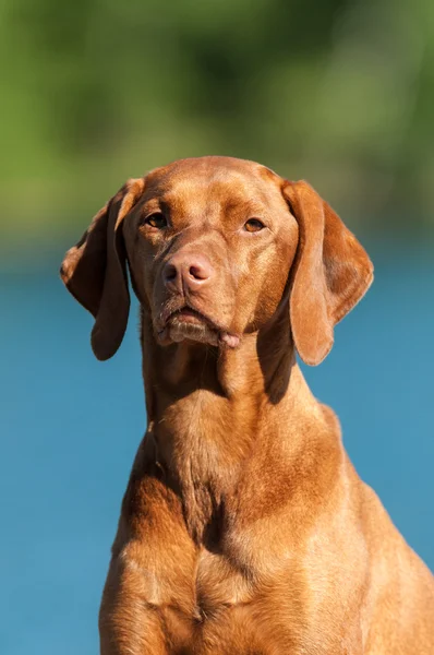 Vizsla portret câine — Fotografie, imagine de stoc
