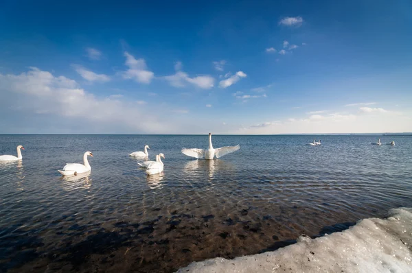 Лебеди на берегу зимой — стоковое фото