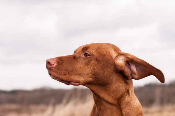 Vizsla Dog on a Windy Day — Stock Photo, Image