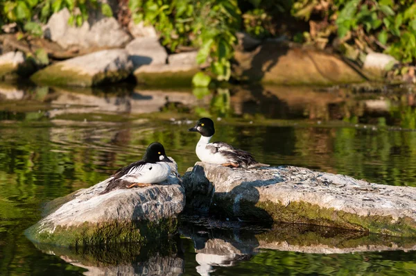 Deux canards dorés assis sur des rochers — Photo
