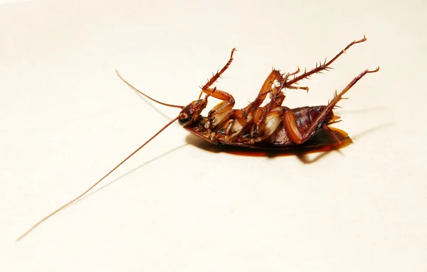 Cucaracha en el suelo Macro — Foto de Stock
