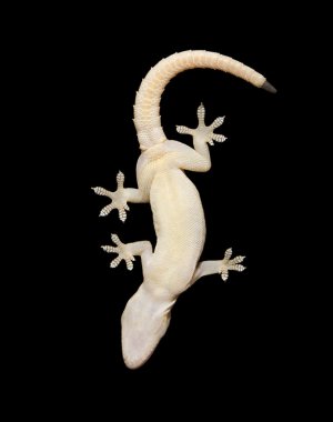 Gecko Underside clipart