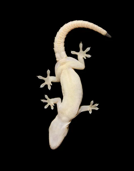 stock image Gecko Underside