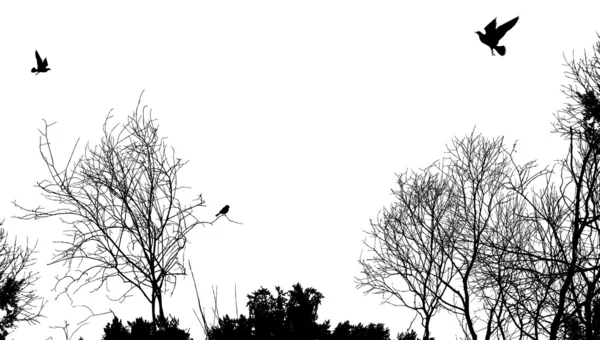 Silhouet van bomen en vogels — Stockvector