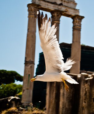 Seagull flight over the Forum clipart