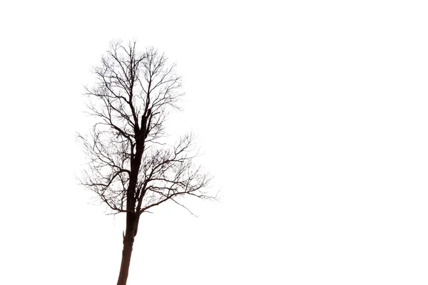 Ramos de árvore morta — Fotografia de Stock