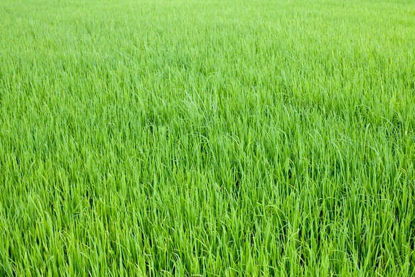 쌀 밭 — 스톡 사진