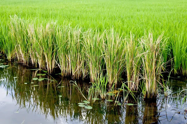 stock image Rice field