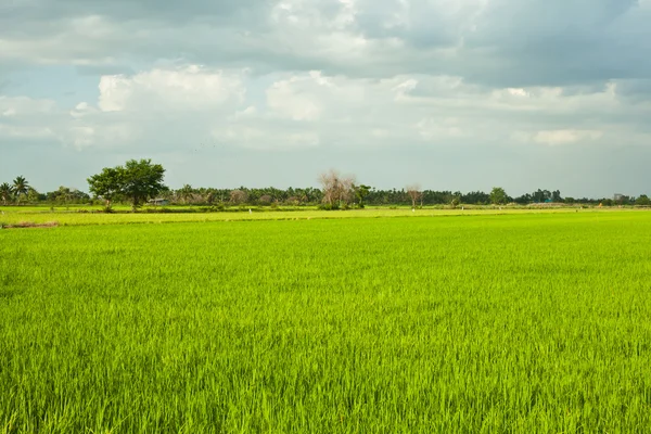 stock image Rice field