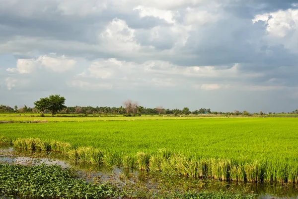 stock image Rice field