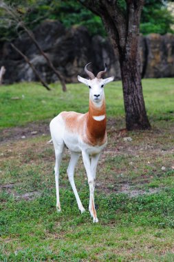 White antelope clipart