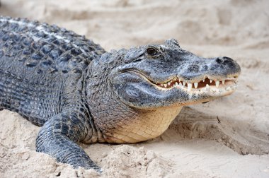 Alligator closeup on sand clipart