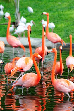 Flamingo in Miami zoo clipart