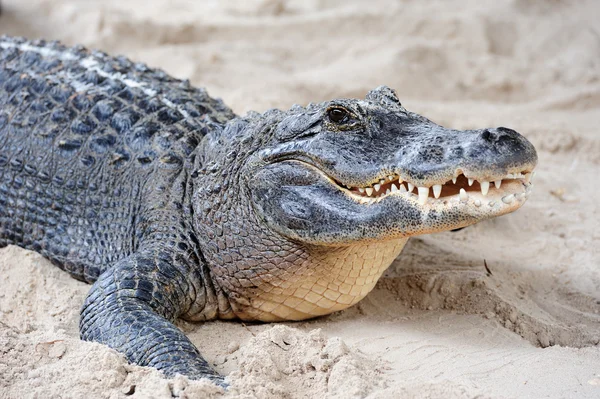 Aligator zbliżenie na piasku — Zdjęcie stockowe