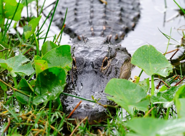 Aligator primer plano en la naturaleza — Foto de Stock