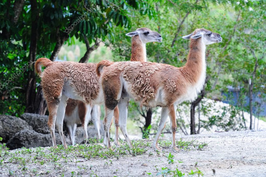 原駝走在邁阿密動物園– 圖庫圖片