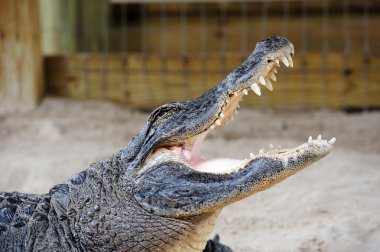 Alligator closeup on sand clipart