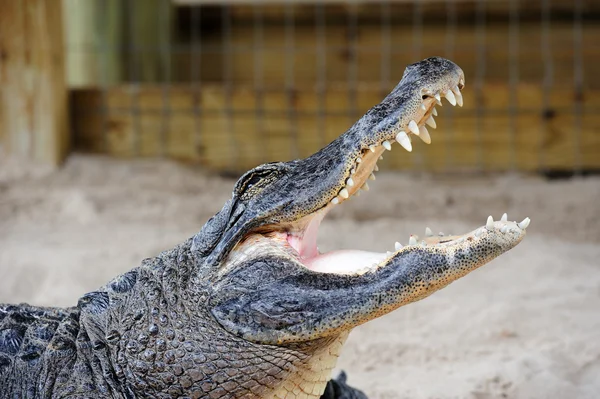 Alligator close-up op zand — Stok fotoğraf
