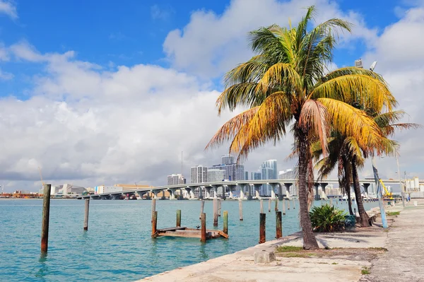 Miami ciudad vista tropical —  Fotos de Stock