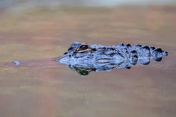 Alligator nager — Photo