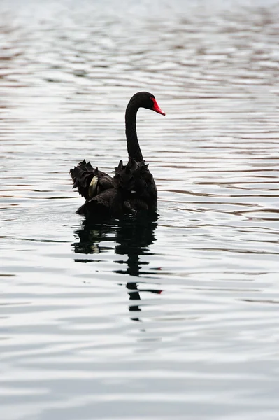 Cisne negro —  Fotos de Stock