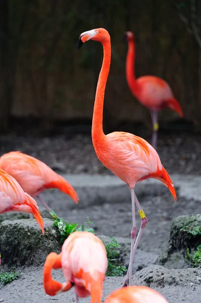 Flamingo in Miami zoo — Stock Photo, Image