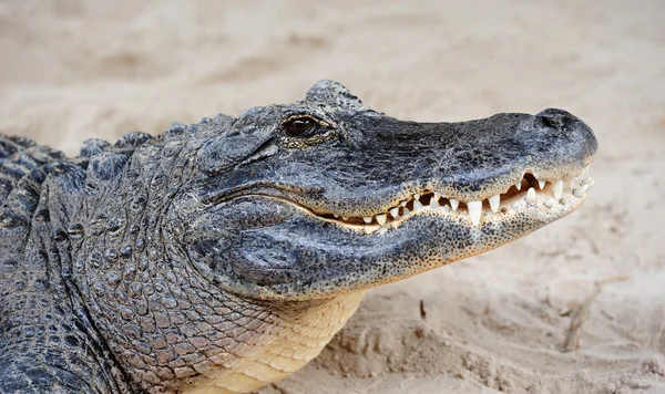 Alligatore primo piano sulla sabbia — Foto Stock