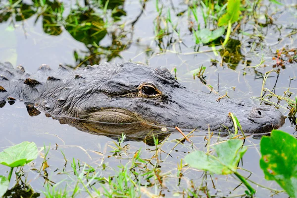 Alligator Nahaufnahme in freier Wildbahn — Stockfoto