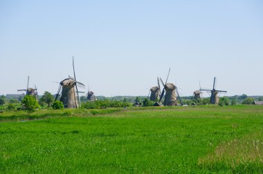 Değirmen Ağ, doğal-elshout, Hollanda