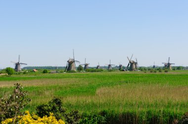 Değirmen Ağ, doğal-elshout, Hollanda