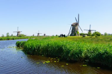 Değirmen Ağ, doğal-elshout, Hollanda