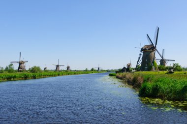 Değirmen Ağ, doğal-elshout, Hollanda