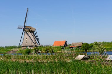 Değirmen Ağ, doğal-elshout, Hollanda