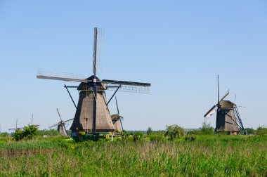 Değirmen Ağ, doğal-elshout, Hollanda